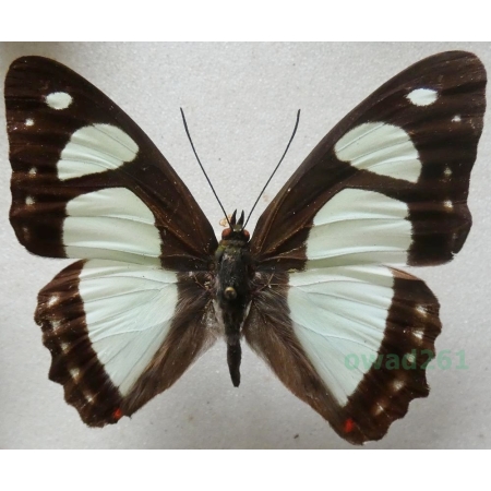 Pyrrhogyra lysanias maculata Staudinger, 1886 Peru 47mm